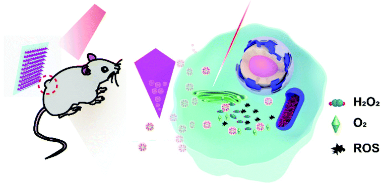 Graphical abstract: Microneedle-mediated delivery of MIL-100(Fe) as a tumor microenvironment-responsive biodegradable nanoplatform for O2-evolving chemophototherapy