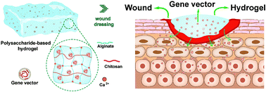 Graphical abstract: Alginate/chitosan-based hydrogel loaded with gene vectors to deliver polydeoxyribonucleotide for effective wound healing