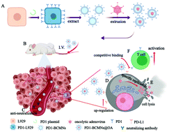 Graphical abstract: Surface engineering of oncolytic adenovirus for a combination of immune checkpoint blockade and virotherapy