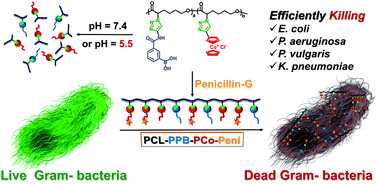 Graphical abstract: Biodegradable polycaprolactone metallopolymer–antibiotic bioconjugates containing phenylboronic acid and cobaltocenium for antimicrobial application