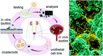 Graphical abstract: Enhanced clearing of Candida biofilms on a 3D urothelial cell in vitro model using lysozyme-functionalized fluconazole-loaded shellac nanoparticles