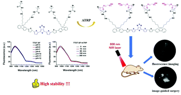 Graphical abstract: High-stability NIR-II fluorescence polymer synthesized by atom transfer radical polymerization for application in high-resolution NIR-II imaging