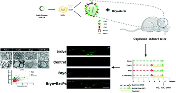 Graphical abstract: Encapsulation of bryostatin-1 by targeted exosomes enhances remyelination and neuroprotection effects in the cuprizone-induced demyelinating animal model of multiple sclerosis