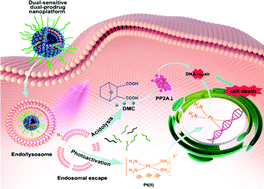 Graphical abstract: Dual-sensitive dual-prodrug nanoparticles with light-controlled endo/lysosomal escape for synergistic photoactivated chemotherapy