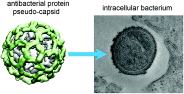 Graphical abstract: Designer protein pseudo-capsids targeting intracellular bacteria