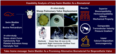 Graphical abstract: Swim bladder as an alternative biomaterial for bioprosthetic valves