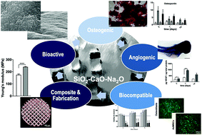 Graphical abstract: Phosphorous pentoxide-free bioactive glass exhibits dose-dependent angiogenic and osteogenic capacities which are retained in glass polymeric composite scaffolds