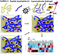Graphical abstract: Mechanically robust hybrid hydrogels of photo-crosslinkable gelatin and laminin-mimetic peptide amphiphiles for neural induction