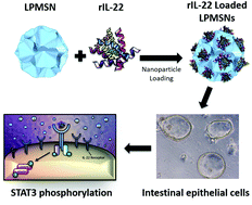 Graphical abstract: Facile synthesis of dendrimer like mesoporous silica nanoparticles to enhance targeted delivery of interleukin-22
