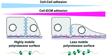 Graphical abstract: Improved epithelial cell–cell adhesion using molecular mobility of supramolecular surfaces
