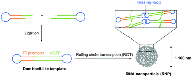 Graphical abstract: Kissing loop-mediated fabrication of RNA nanoparticles and their potential as cellular and in vivo siRNA delivery platforms