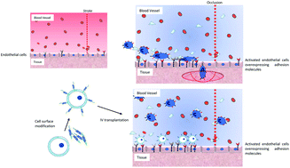 Graphical abstract: Enhancement of intercellular interaction between iPSC-derived neural progenitor cells and activated endothelial cells using cell surface modification with functional oligopeptides
