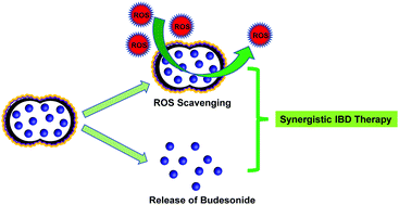 Graphical abstract: Reactive oxygen species-scavenging hollow MnO2 nanozymes as carriers to deliver budesonide for synergistic inflammatory bowel disease therapy