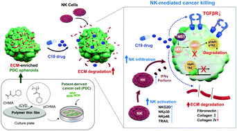 Graphical abstract: Facile discovery of a therapeutic agent for NK-mediated synergistic antitumor effects using a patient-derived 3D platform