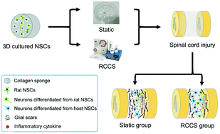 Graphical abstract: Transplantation of collagen sponge-based three-dimensional neural stem cells cultured in a RCCS facilitates locomotor functional recovery in spinal cord injury animals