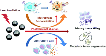 Graphical abstract: Magnetic nanocluster-mediated photothermal effect and macrophage modulation for synergistic photothermal immunotherapy of cancer