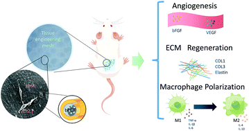 Graphical abstract: Adipose mesenchymal stem cell-based tissue engineering mesh with sustained bFGF release to enhance tissue repair