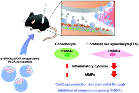 Graphical abstract: p16INK4a-siRNA nanoparticles attenuate cartilage degeneration in osteoarthritis by inhibiting inflammation in fibroblast-like synoviocytes