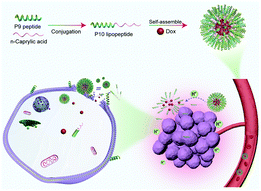 Graphical abstract: Development of anticancer peptides with low hemolysis, high penetrating membrane activity, certain analgesic activity and the synergistic anticancer effect