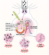 Graphical abstract: Dopamine-derived nanoparticles for the protection of irradiation-induced intestinal injury by maintaining intestinal homeostasis
