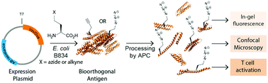 Graphical abstract: Bioorthogonal protein labelling enables the study of antigen processing of citrullinated and carbamylated auto-antigens