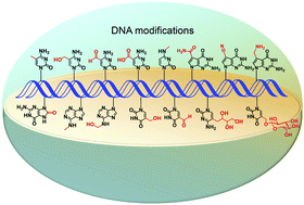 Graphical abstract: Quantification and mapping of DNA modifications