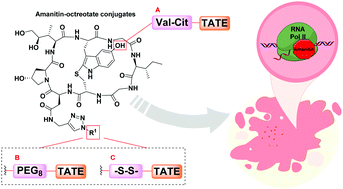 Graphical abstract: Synthesis and preliminary evaluation of octreotate conjugates of bioactive synthetic amatoxins for targeting somatostatin receptor (sstr2) expressing cells