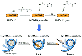 Graphical abstract: Lysine succinylation on non-histone chromosomal protein HMG-17 (HMGN2) regulates nucleosomal DNA accessibility by disrupting the HMGN2–nucleosome association