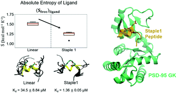Graphical abstract: Entropy of stapled peptide inhibitors in free state is the major contributor to the improvement of binding affinity with the GK domain