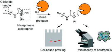 Graphical abstract: Phosphinate esters as novel warheads for activity-based probes targeting serine proteases