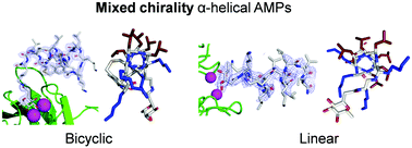 Graphical abstract: A mixed chirality α-helix in a stapled bicyclic and a linear antimicrobial peptide revealed by X-ray crystallography