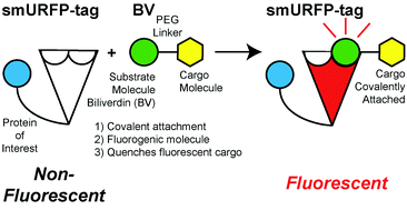 Graphical abstract: A self-labeling protein based on the small ultra-red fluorescent protein, smURFP