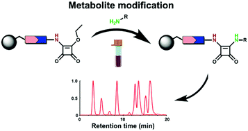 Graphical abstract: Squaric acid as a new chemoselective moiety for mass spectrometry-based metabolomics analysis of amines