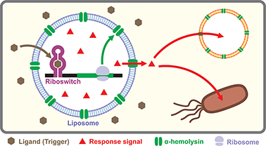 Graphical abstract: Cell-free riboswitches