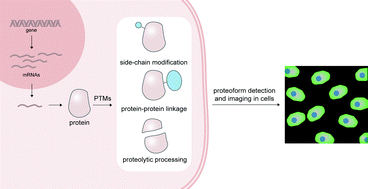 Graphical abstract: Molecular probes for cellular imaging of post-translational proteoforms