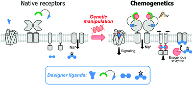 Graphical abstract: Chemogenetics of cell surface receptors: beyond genetic and pharmacological approaches