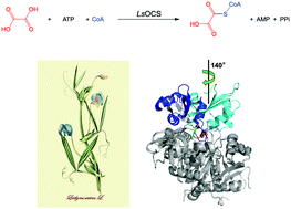Graphical abstract: The identification and characterization of an oxalyl-CoA synthetase from grass pea (Lathyrus sativus L.)