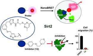 Graphical abstract: Development of a NanoBRET assay to validate inhibitors of Sirt2-mediated lysine deacetylation and defatty-acylation that block prostate cancer cell migration