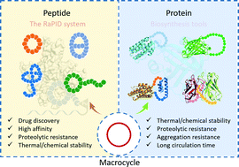 Graphical abstract: Peptide/protein-based macrocycles: from biological synthesis to biomedical applications
