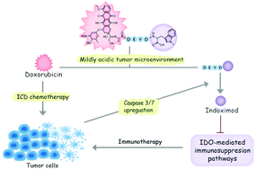 Graphical abstract: A dual-responsive doxorubicin–indoximod conjugate for programmed chemoimmunotherapy