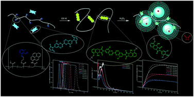 Graphical abstract: Chemiluminescent self-reported unfolding of single-chain nanoparticles