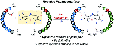 Graphical abstract: A reactive peptide interface for site-selective cysteine bioconjugation