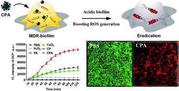 Graphical abstract: pH-Triggered nanoreactors as oxidative stress amplifiers for combating multidrug-resistant biofilms