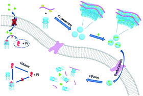 Graphical abstract: Multicharge β-cyclodextrin supramolecular assembly for ATP capture and drug release