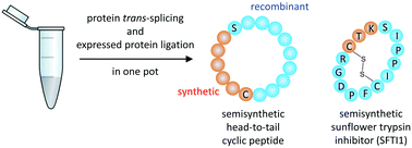 Graphical abstract: Semisynthetic head-to-tail cyclized peptides obtained by combining protein trans-splicing and intramolecular expressed protein ligation