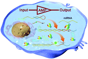Graphical abstract: Intracellular enzyme-powered DNA circuit with a tunable amplifier for miRNA imaging