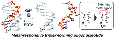 Graphical abstract: Metal-responsive reversible binding of triplex-forming oligonucleotides with 5-hydroxyuracil nucleobases