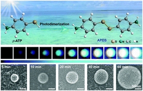 Graphical abstract: Direct visualization of photo-induced disulfide through oxidative coupling of para-aminothiophenol