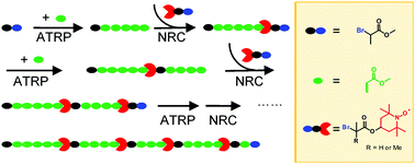 Graphical abstract: Concurrent atom transfer radical polymerization and nitroxide radical coupling relay polymerization