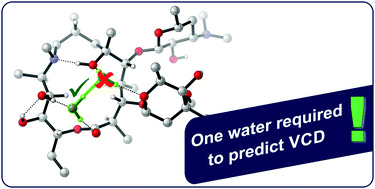 Graphical abstract: VCD spectroscopy reveals that a water molecule determines the conformation of azithromycin in solution